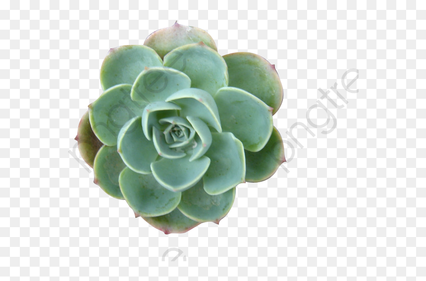 Succulent Plants, Plants Clipart, Succulents, Plant - Succulent Plant Clipart, HD Png Download - succulent png