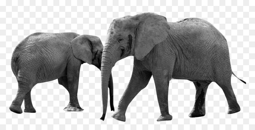 Grayscale Elephant Animals Africa - Png Animal Africa, Transparent Png - africa png
