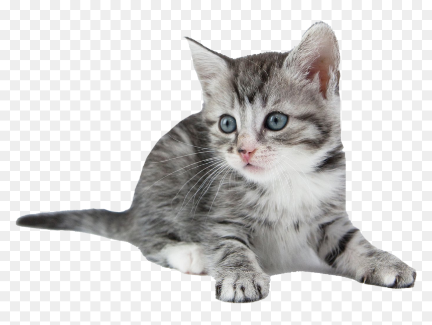 Kitten Png Free Image Download - Kitten, Transparent Png - kitten png