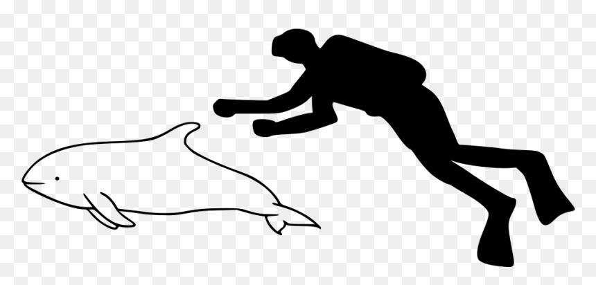 Atlantic Spotted Dolphin Size, HD Png Download - hourglass png
