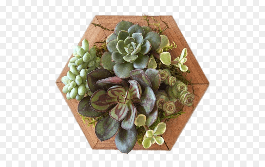Succulents On Wooden Base Clip Arts - Succulent Gardens, HD Png Download - succulent png