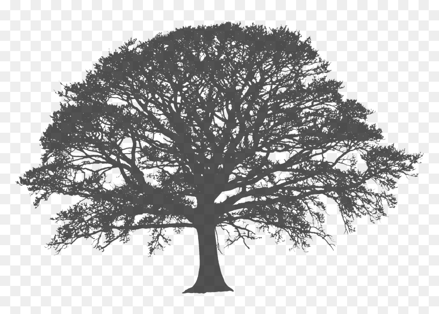 3504 X 2336 - White Tree Silhouette Png, Transparent Png - oak tree png