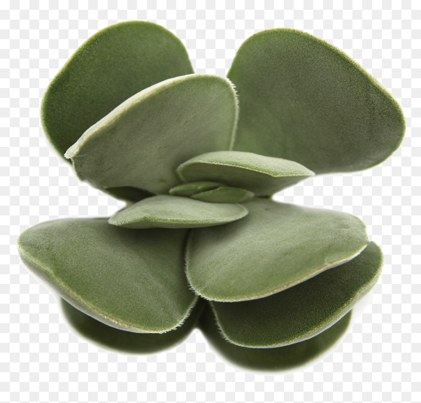 Succulent Png Free - Crassula Dubia Succulent, Transparent Png - succulent png