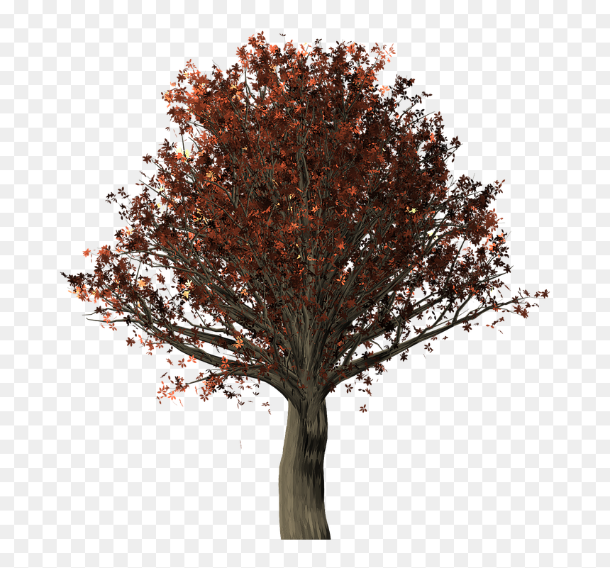 Transparent Acorn Leaf Clipart - Oak Tree Png, Png Download - oak tree png