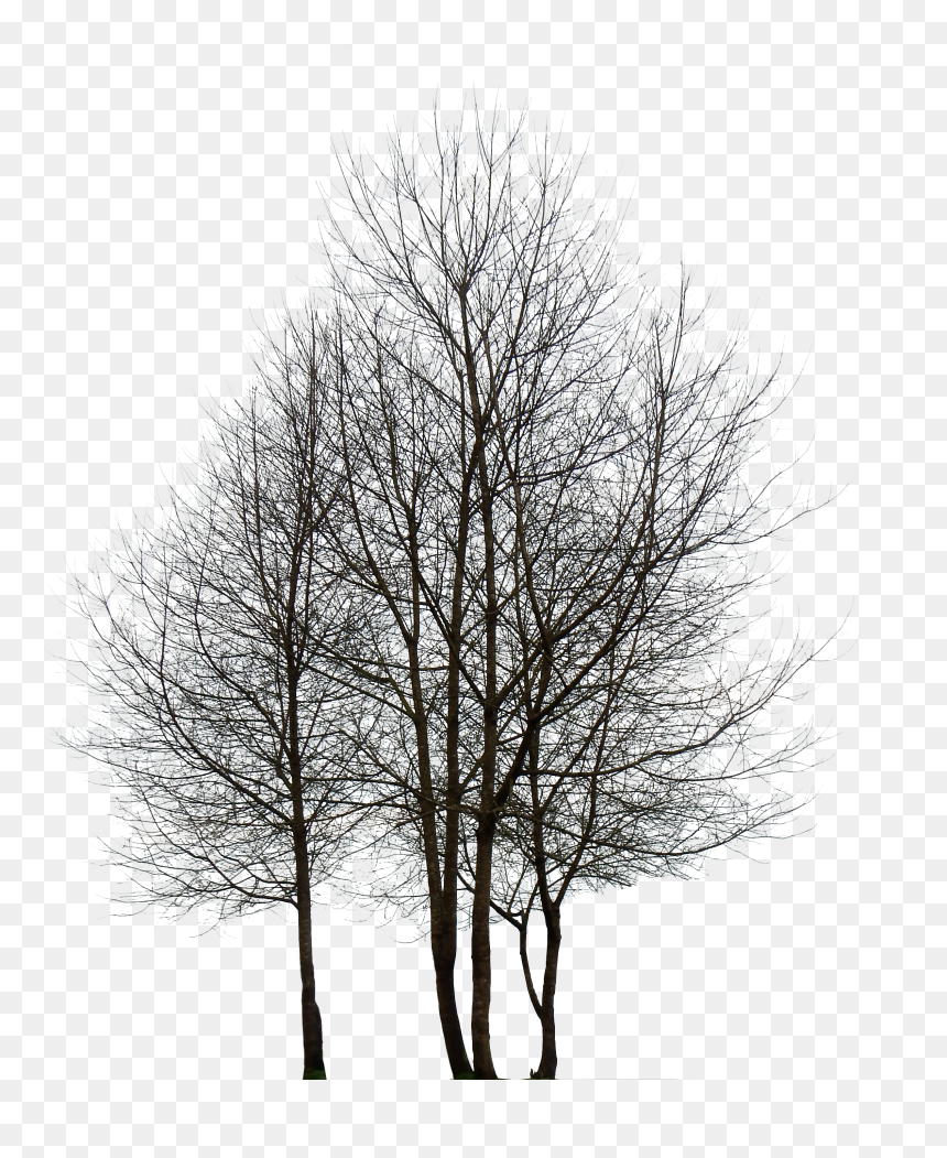 Oak Tree Png, Transparent Png - oak tree png