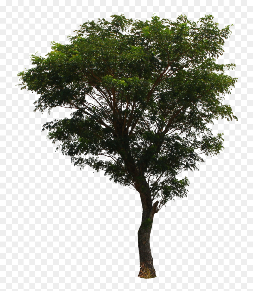 Tree Png File Download Free - Png File Of Tree, Transparent Png - oak tree png