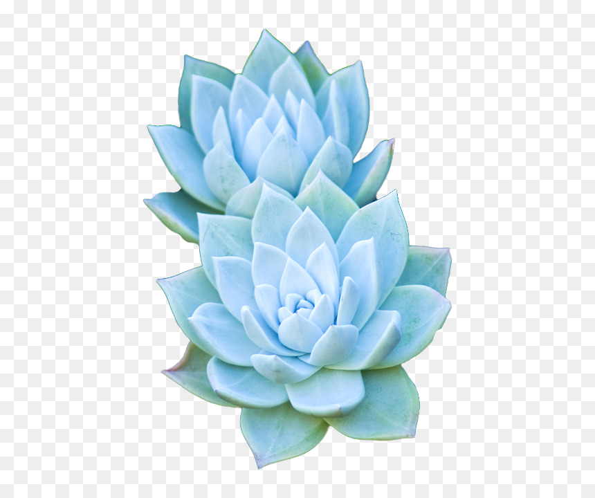 Bouquet Of Succulents Png, Transparent Png - succulent png