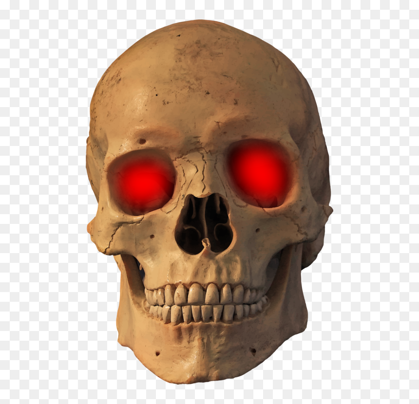 Jaw,skull,bone - Human Skull, HD Png Download - bone png