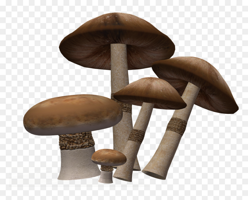 Mushroom Png Image Background - Mushroom, Transparent Png - mushroom png
