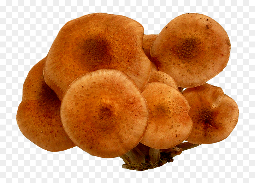 Mushroom Png, Transparent Png - mushroom png