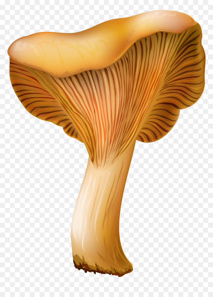 Chanterelle Mushroom Png Clip Art, Transparent Png - mushroom png