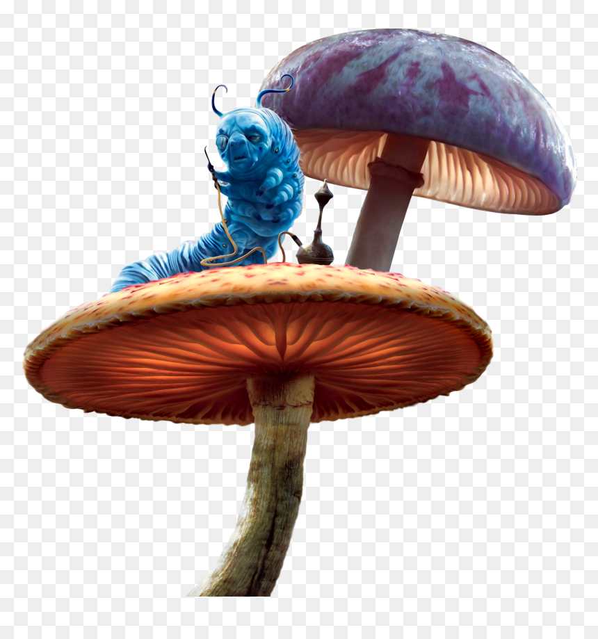 Caterpillar Mushroom Mushrooms Aliceinwonderland Alicei - Caterpillar Png Alice In Wonderland, Transparent Png - alice in wonderland png