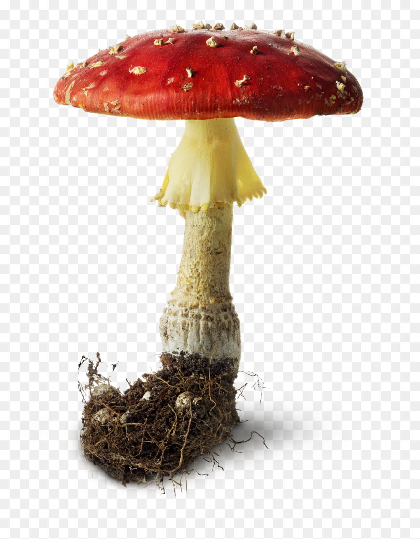 Free Icons Png - Toadstools Png, Transparent Png - mushroom png