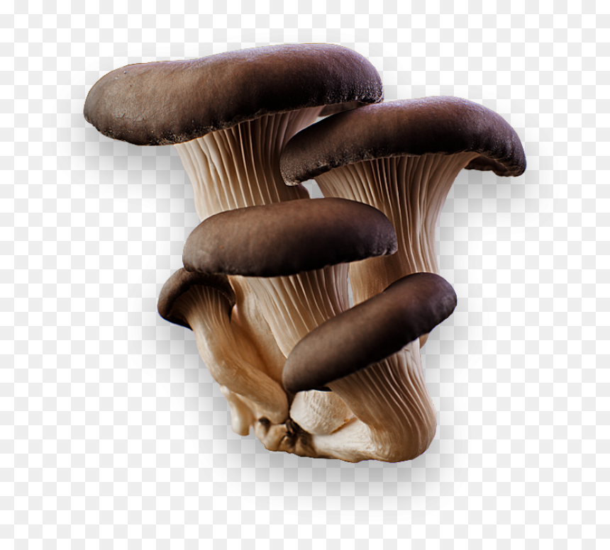 Mushroom Png Image - Oyster Mushroom Png Grey, Transparent Png - mushroom png