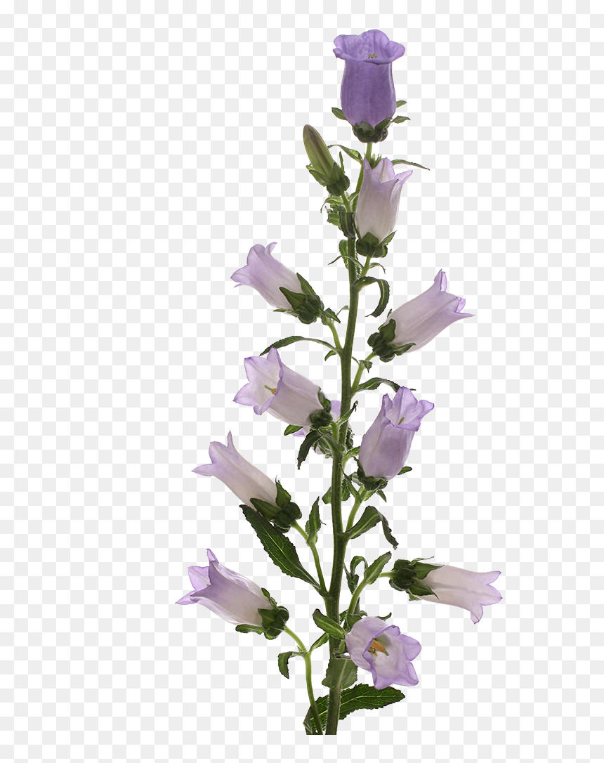 Artificial Flower, HD Png Download - lavender png