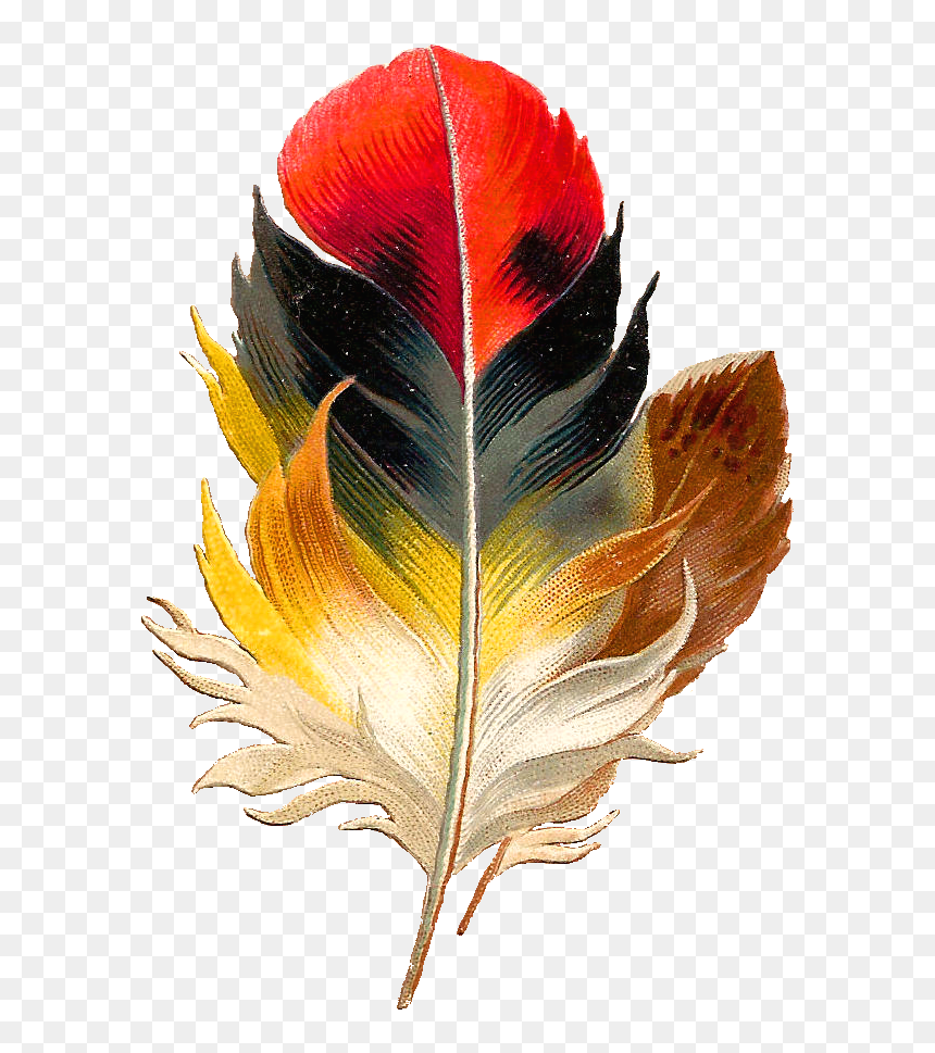 Antique Images Clip Art Beautiful Multi Colored - Feathers On Birds Clip Art, HD Png Download - feathers png