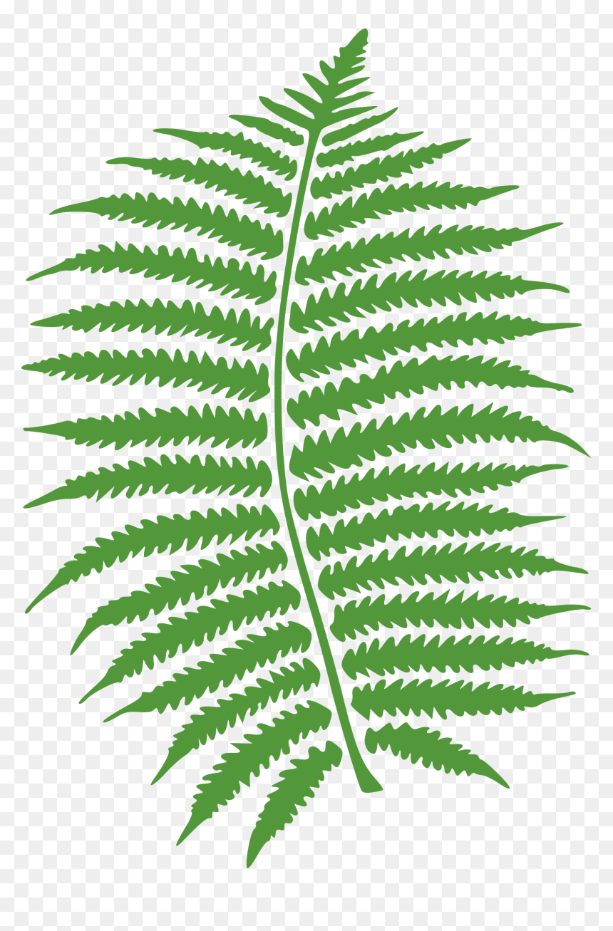 Fern Clip Arts - Fern Clipart, HD Png Download - fern png