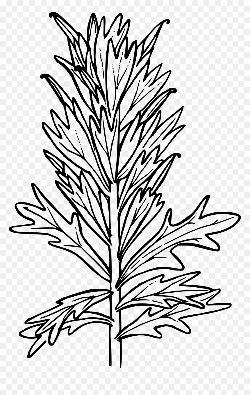 Harsh Paintbrush Clip Arts - Indian Paintbrush Coloring Page, HD Png Download - paintbrush png