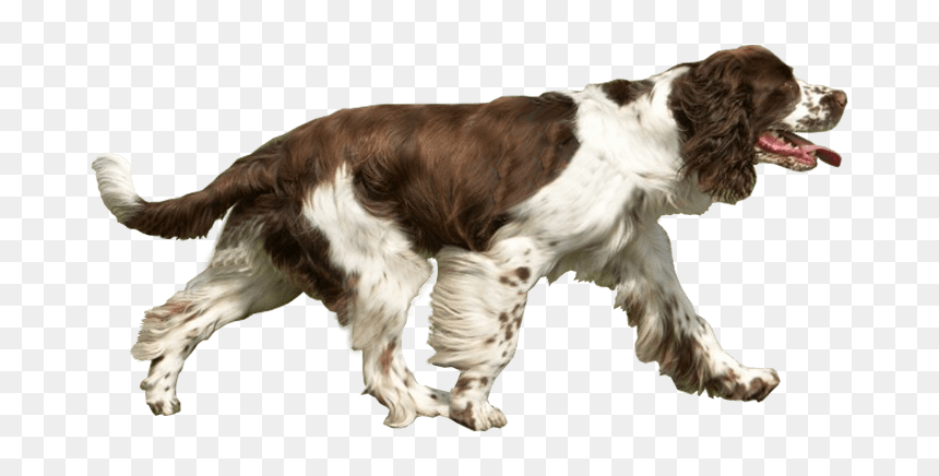 Spaniel Dog Running Free Png Images - Dog Catches Something, Transparent Png - running png
