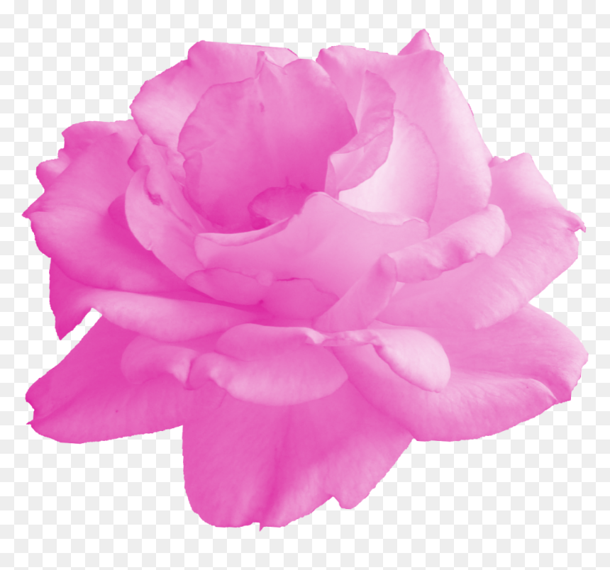 Floribunda, HD Png Download - pink flower png