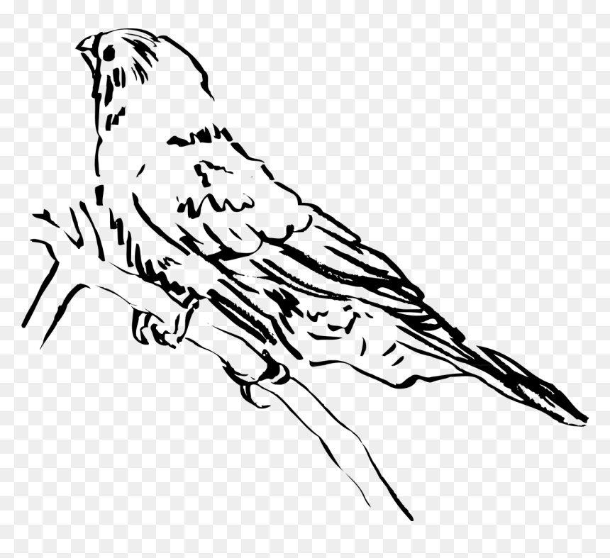 Clip Art, HD Png Download - feathers png