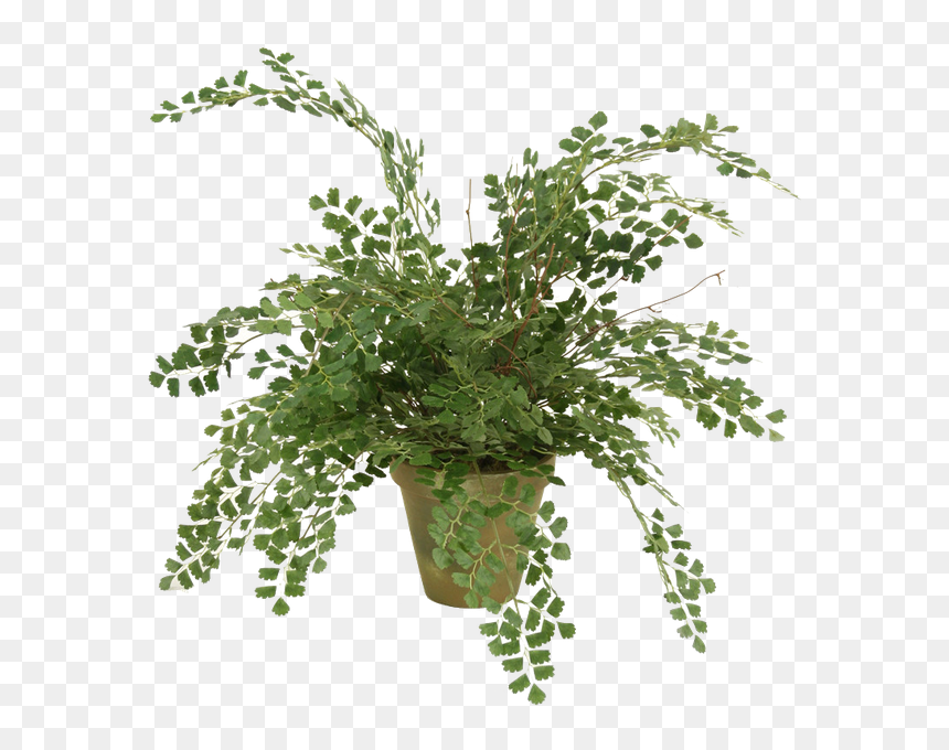 Maidenhair Fern Png - Foliage Plant Png Maidenhair Fern, Transparent Png - fern png