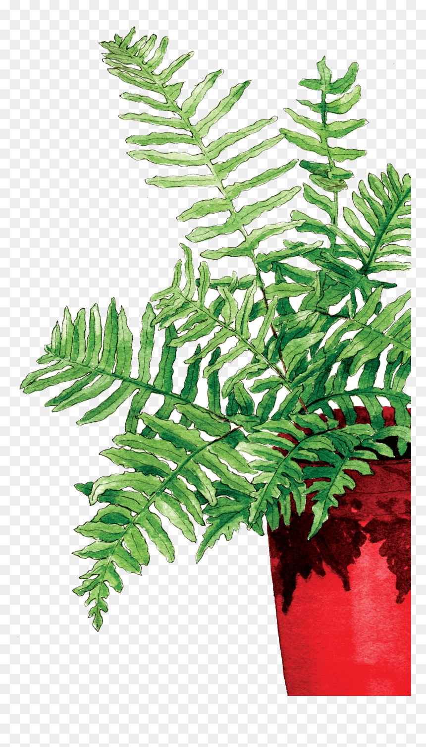 Fern In The Red Pot - Fern, HD Png Download - fern png