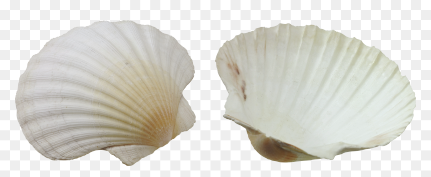 Seashell Png - Portable Network Graphics, Transparent Png - seashell png