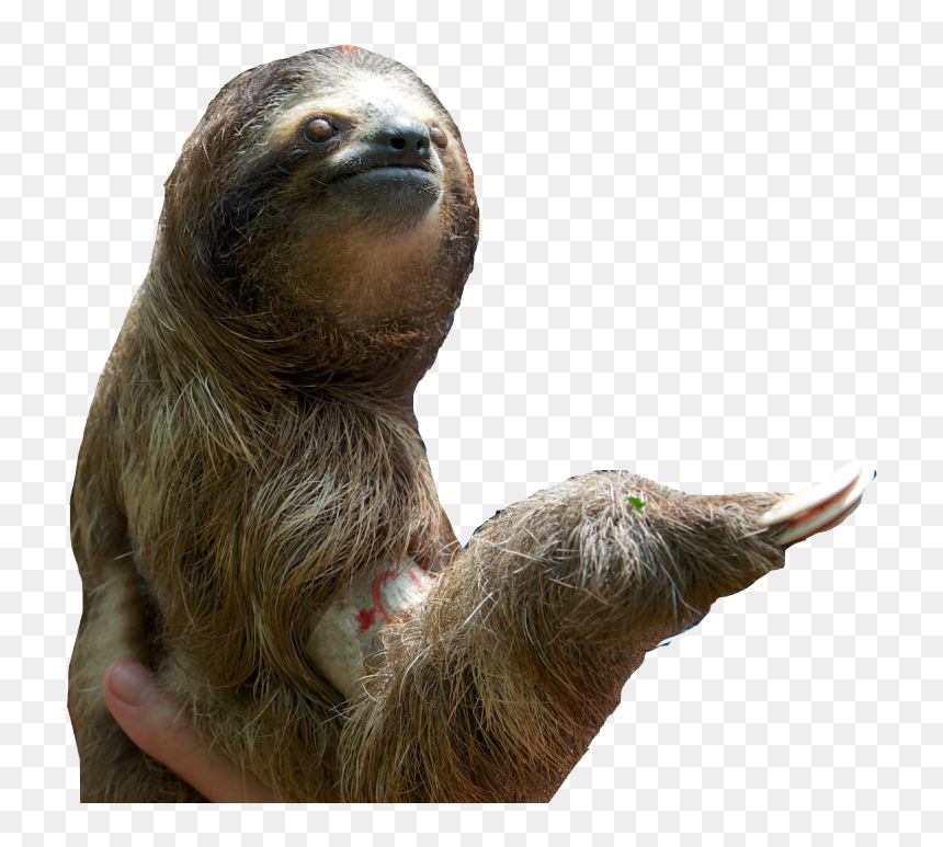 Download Sloth Png Pic - Sloth Png, Transparent Png - sloth png