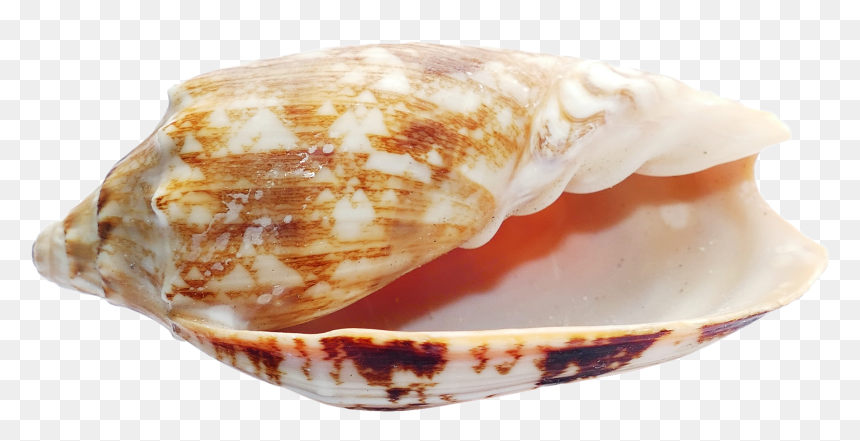 Sea Shell Png Transparent Image Pngpix - Seashell, Png Download - seashell png