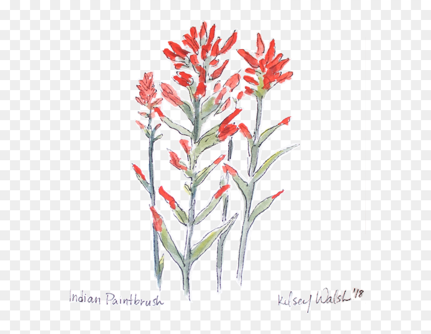 Indianpaintbrush Nobg Website, HD Png Download - paintbrush png