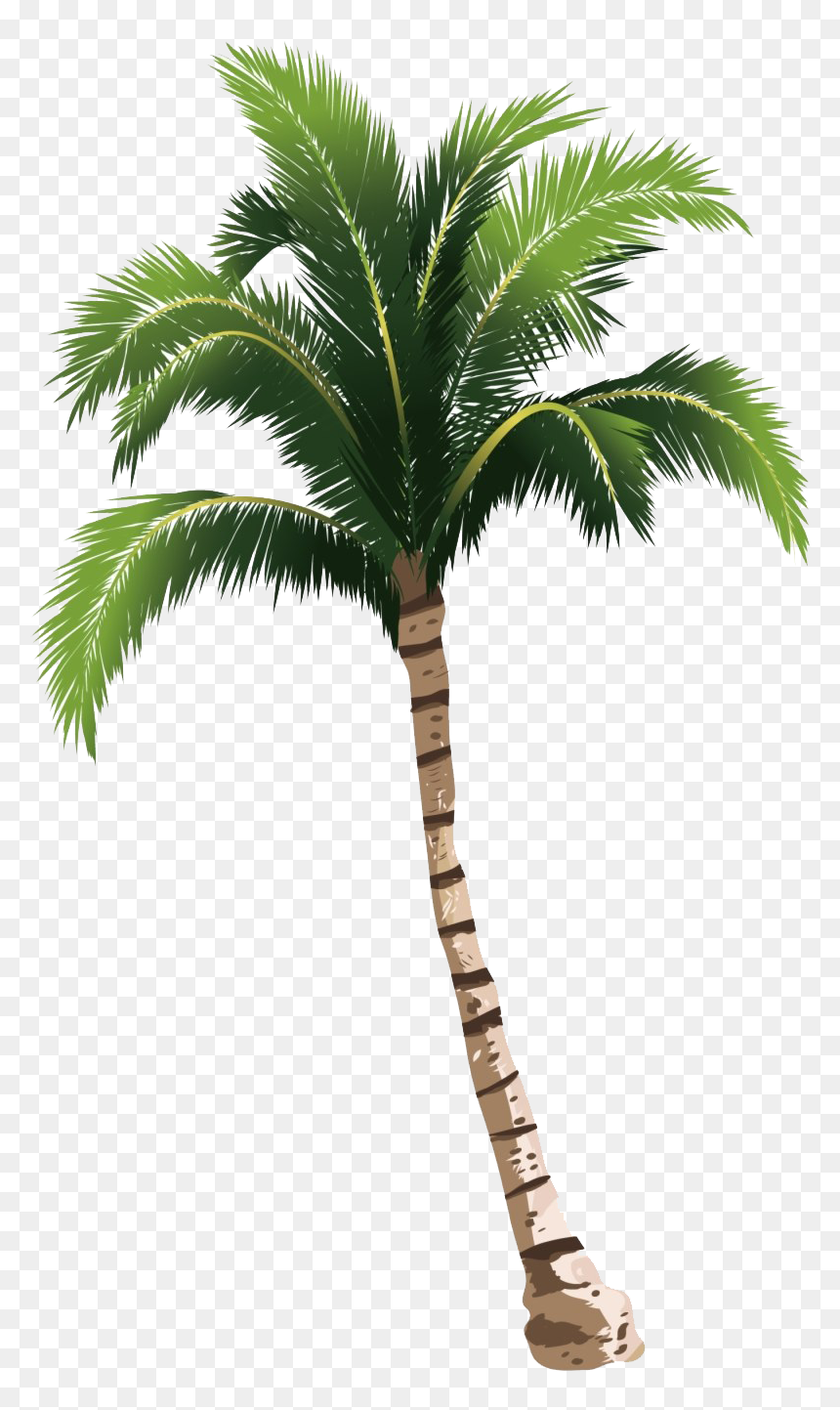 Transparent Coconut Trees Png, Png Download - palm png