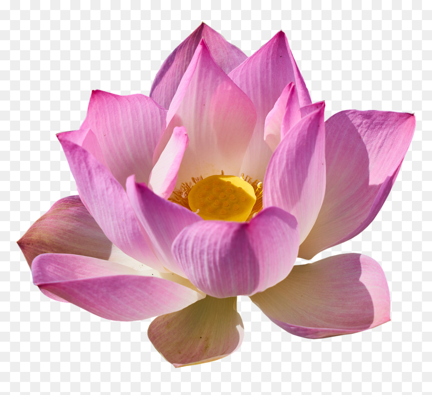 Good Morning Romantic Rose, HD Png Download - lotus png