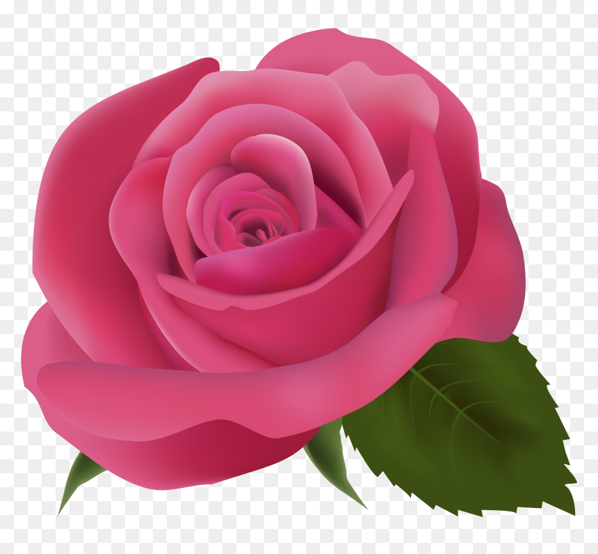 Pink Rose Png Clipart Image - Transparent Background Pink Rose Clipart, Png Download - pink flower png