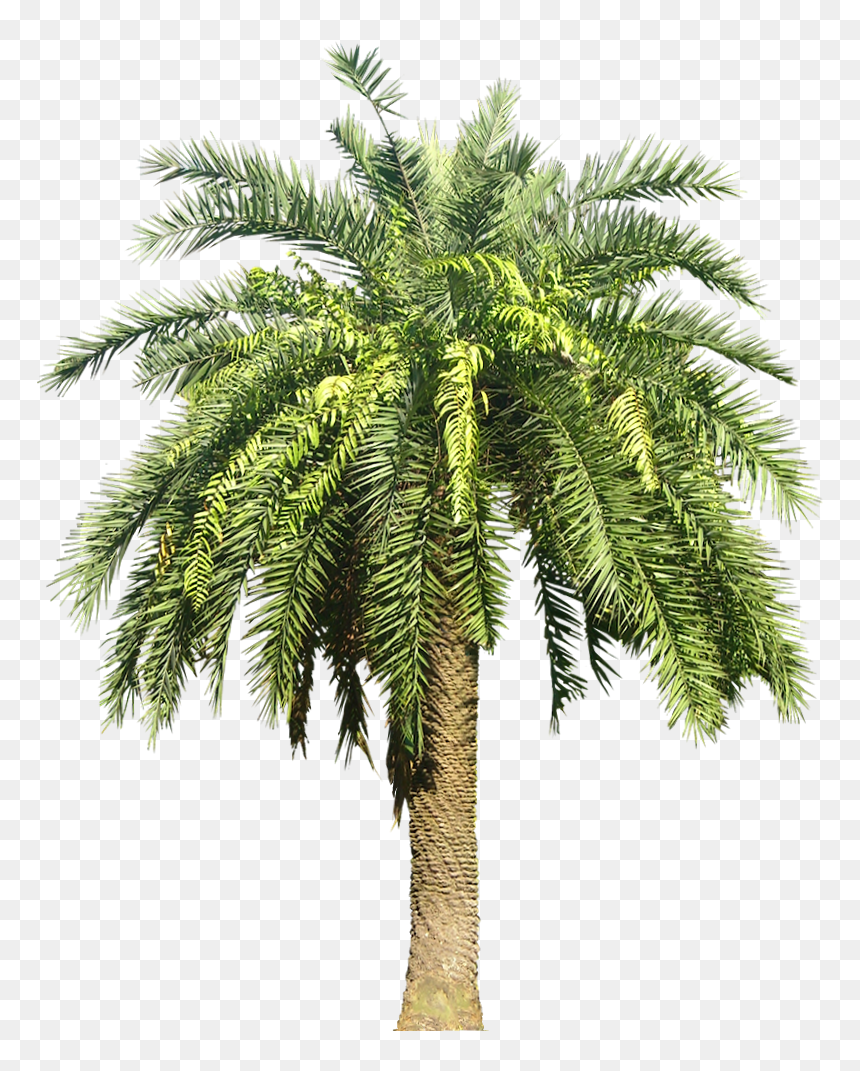 Date Palm Png Transparent Date Palm Images, Png Download - palm png