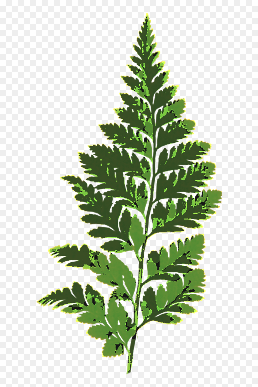 Nonvascular Plants On Clipart, HD Png Download - fern png
