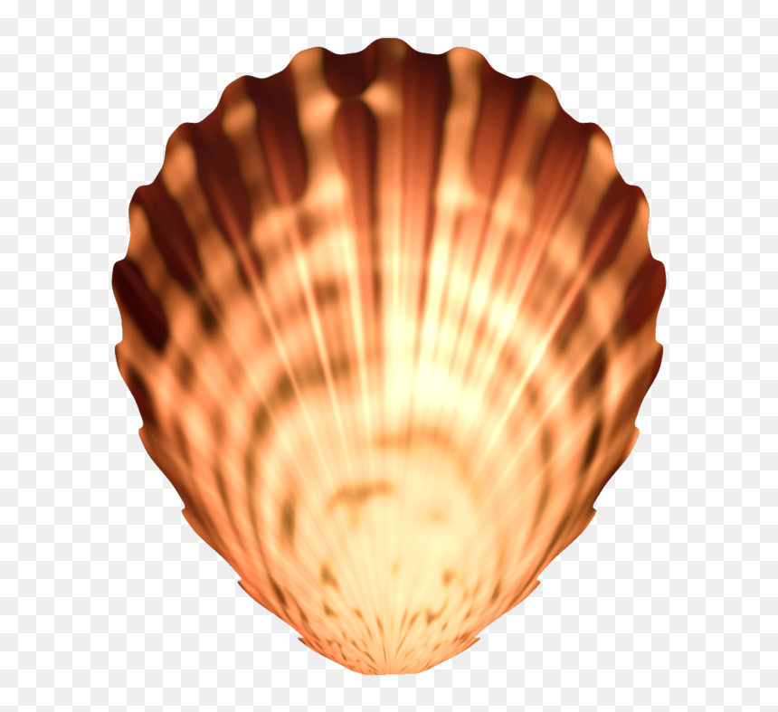 Seashell Png Image Transparent - Portable Network Graphics, Png Download - seashell png