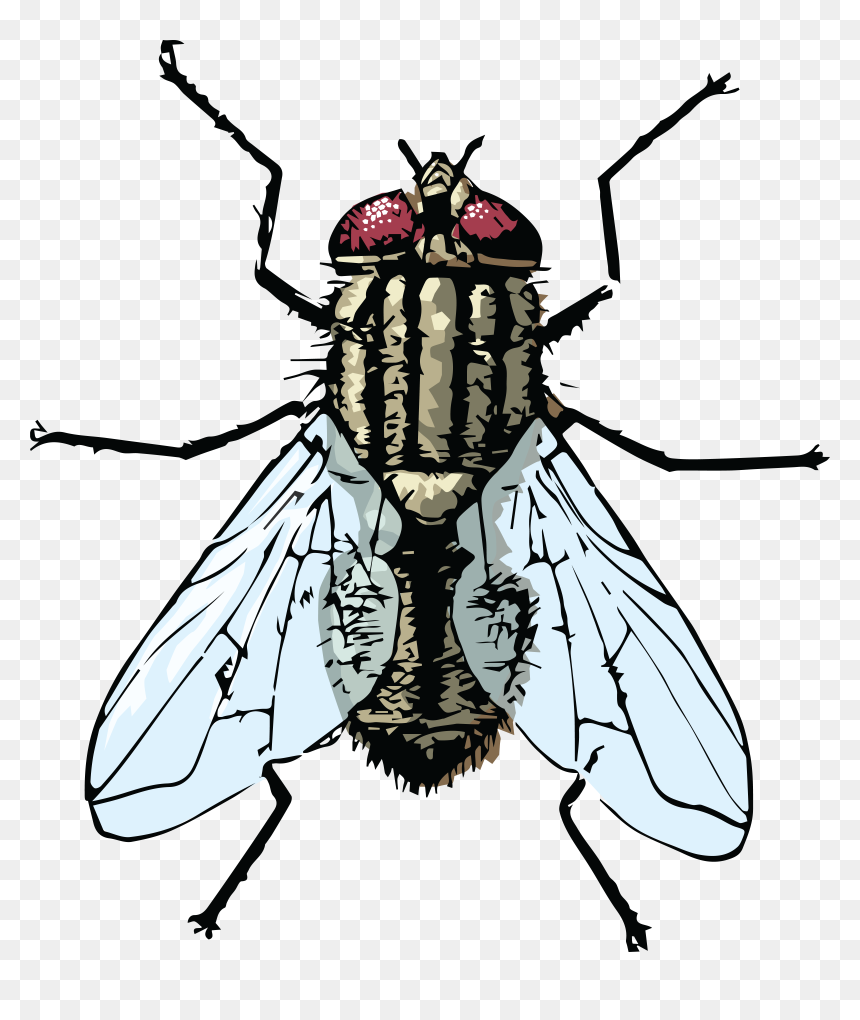 Jpg, Png, Eps, Ai, Svg, Cdr - Clipart Housefly, Transparent Png - fly png
