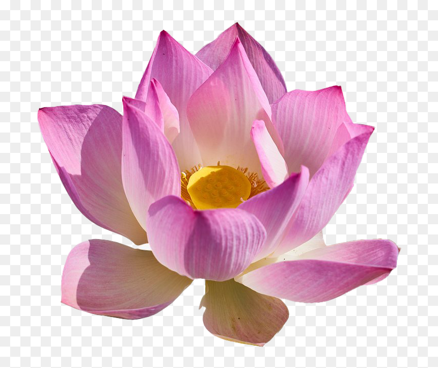 Lotus Flower Png Free Download - Portable Network Graphics, Transparent Png - lotus flower png