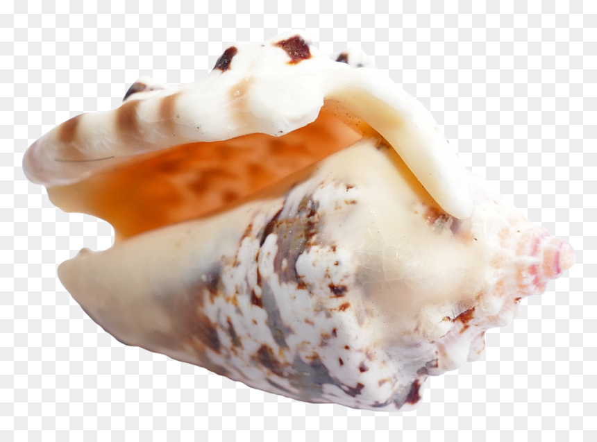 Sea Shell Png Image - Portable Network Graphics, Transparent Png - seashell png