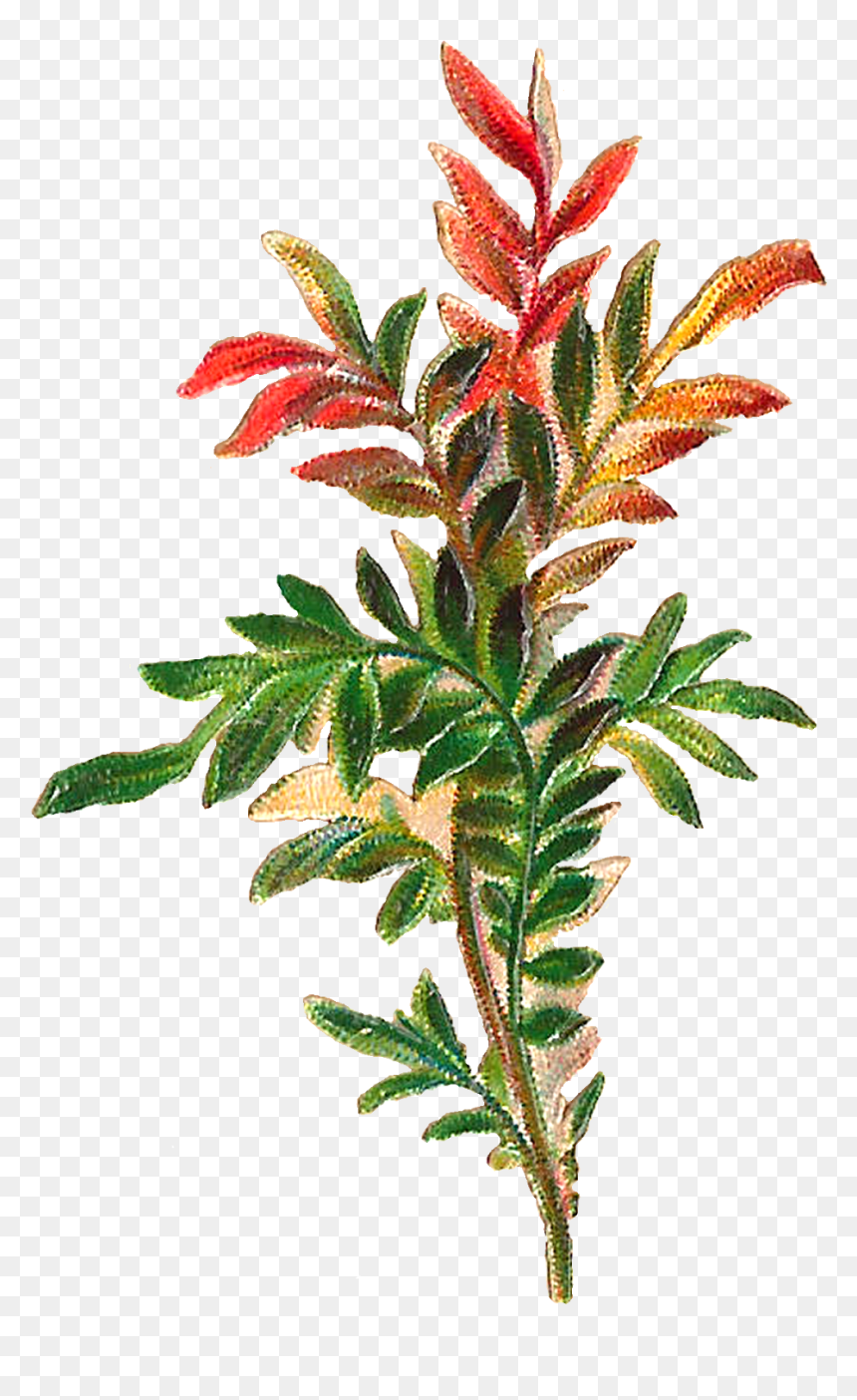 At Getdrawings Com Free For Personal Use - Clip Art, HD Png Download - fern png