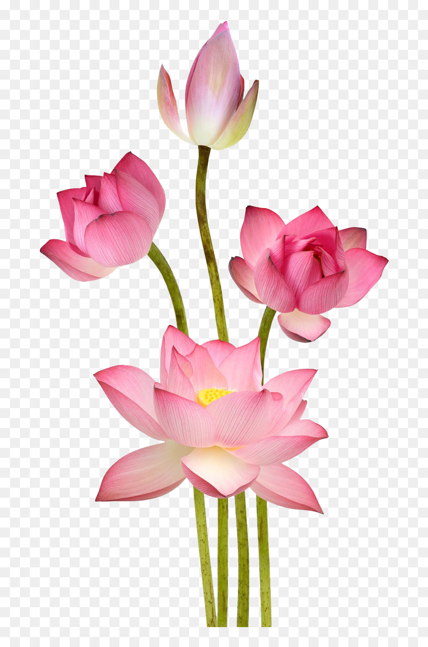 Lotus Png Free Images - Lotus Png, Transparent Png - lotus png