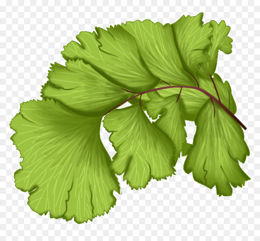Transparent Vector Leaves Png - Fern Leaf Vector Png, Png Download - fern png