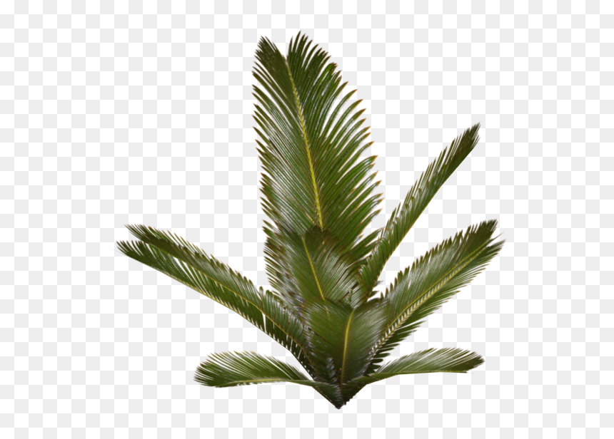 4 Picture, - Fern Plants Png, Transparent Png - palm png