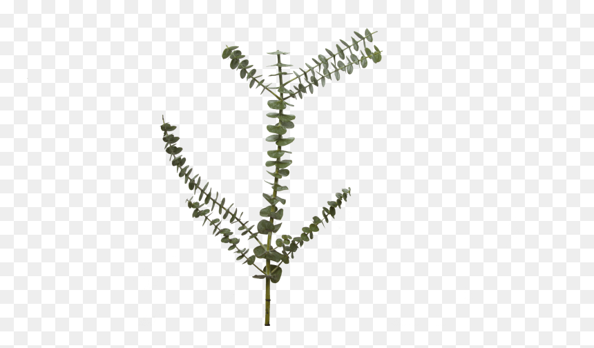 Our Top Favorite Fall Flowers Holex Flower Blog Png - Fern, Transparent Png - fern png