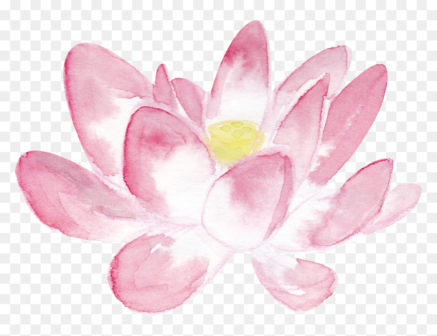 Sacred Lotus, HD Png Download - lotus png