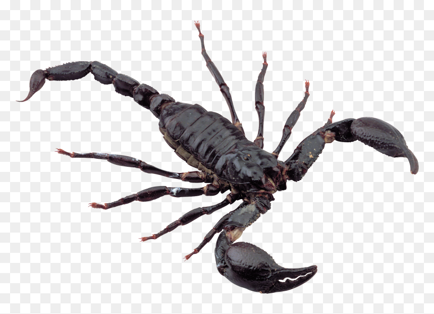 Scorpion Png, Transparent Png - scorpion png