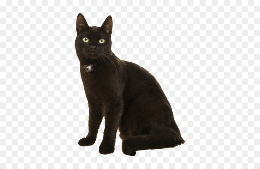 Black Cat, HD Png Download - black cat png