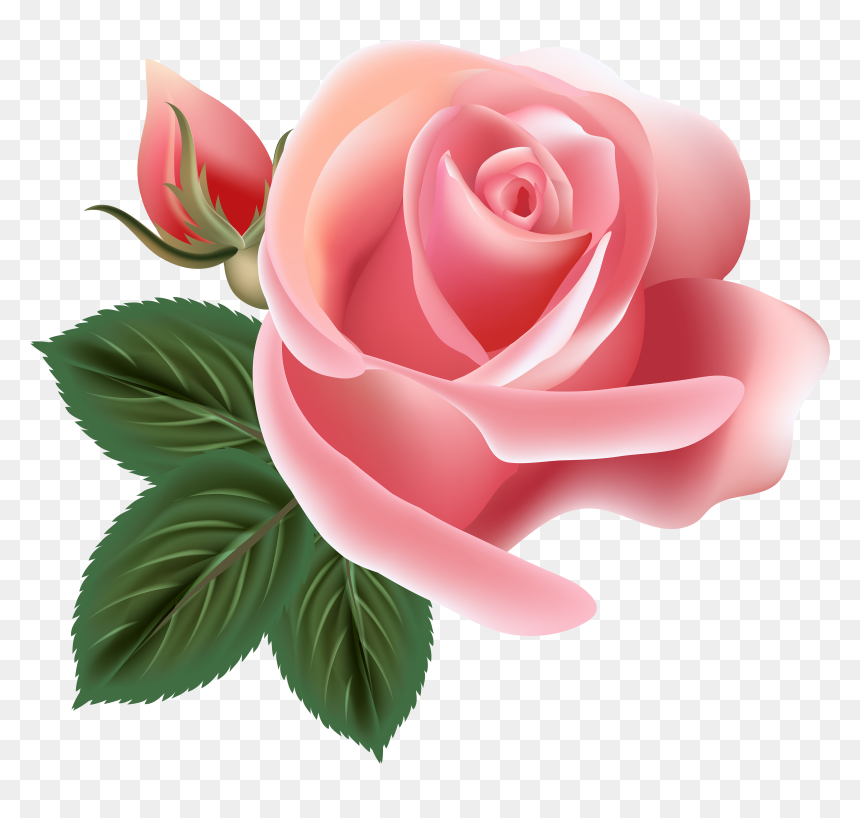 Pink Rose Png, Transparent Png - pink rose png