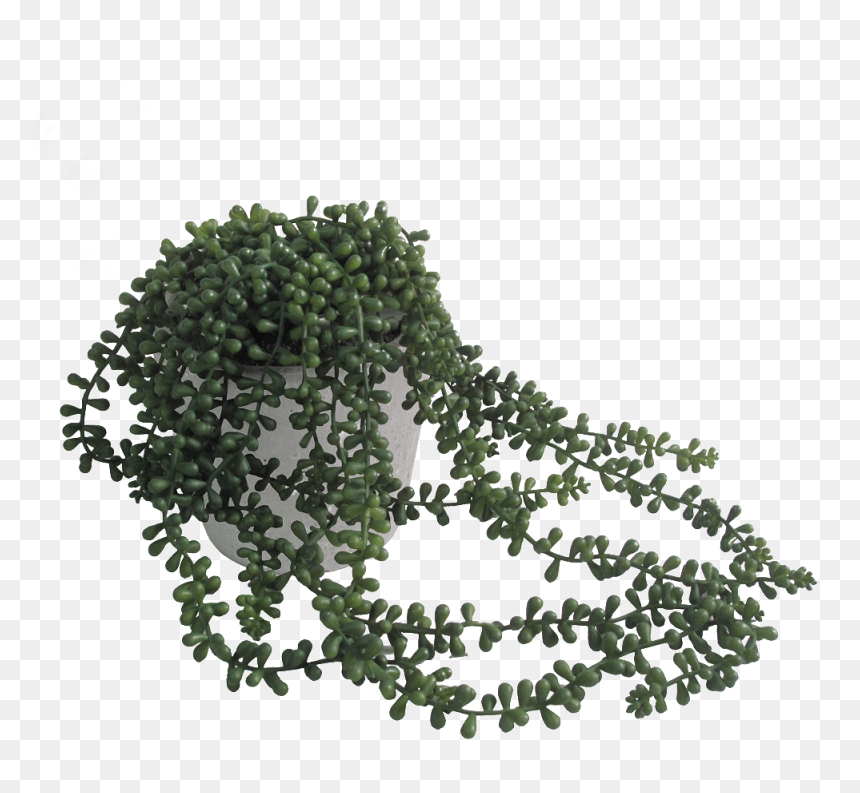 Transparent String Of Pearls Clipart - Trailing Plant In Pot, HD Png Download - pearls png